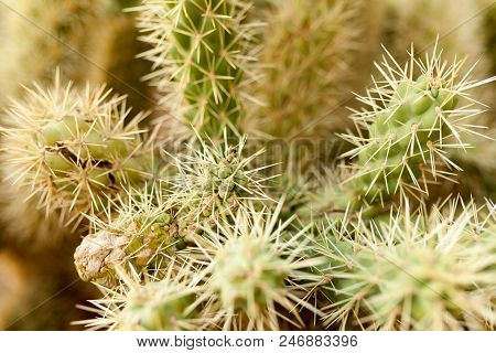 A Large Cactus With Thorns In The Wild Spiny Background Close Up