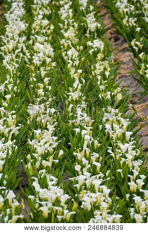 Photo Picture Of Calla Flower Colored Garden Field Cultivation