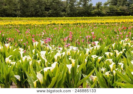 Photo Picture Of Calla Flower Colored Garden Field Cultivation
