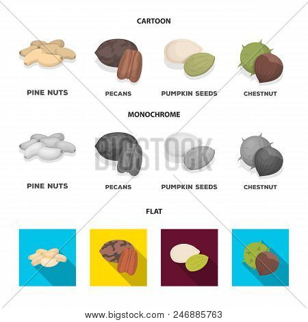 Pecan, Pine Nut, Pumpkin Seeds, Chestnut.different Kinds Of Nuts Set Collection Icons In Cartoon, Fl