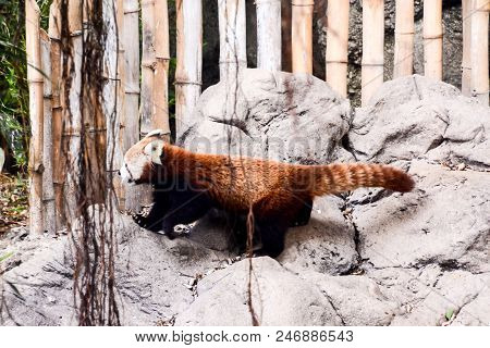 Photo Picture Of Lesser Red Panda Firefox Mammal Animal