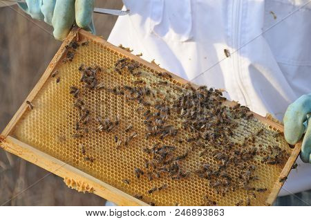 Bienen Auf Einer Honigwabe In Der Hand Eines Imkers In Schutzkleidung