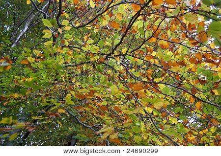 Colourful autumn leaves