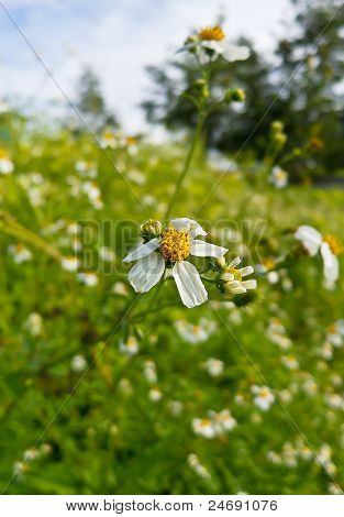 Beyaz çiçekler solgunluk