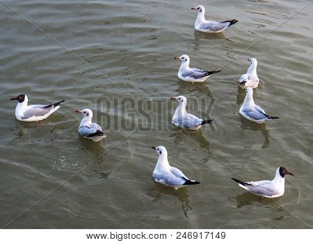 Seagull Were Swimming On The Water, Sittwe Myanmar