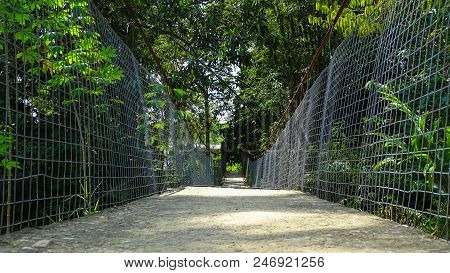 Hanging Bridge Through The Tropical Forest In Lingkungan Village,beaufort,sabah Borneo,malaysia.
