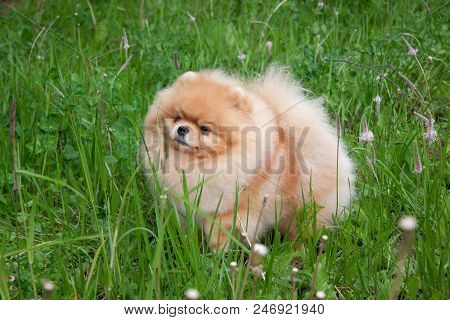Cute Pomeranian Spitz Puppy Is Standing On A Green Meadow. Deutscher Spitz Or Zwergspitz. Pet Animal