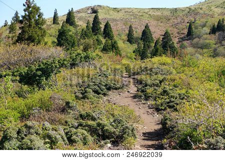 Dirt Path Winds Up Through Green Trees Near Peak Of Mt. Bunagatake In Shiga Prefecture