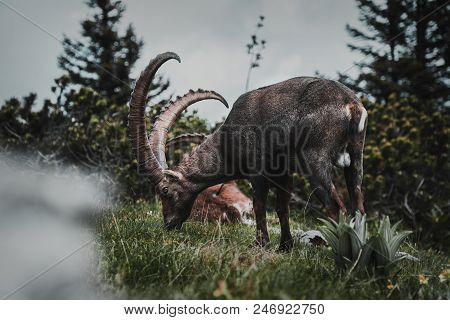 Pasturing Alpine Ibex, Alpensteinböcke, In The Austrian Mountain Near To The Summit, Called Hochlant