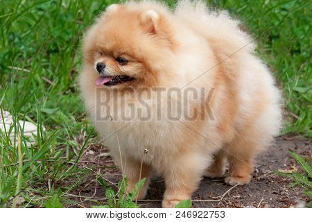 Cute Pomeranian Spitz Puppy Close Up. Deutscher Spitz Or Zwergspitz. Pet Animals.