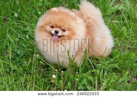 Cute Pomeranian Spitz Puppy Is Looking At The Camera. Zwergspitz Or Deutscher Spitz. Pet Animals.
