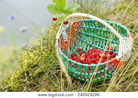 Basket Of Fragrant Organic Forest Strawberries On The Grass Near The River