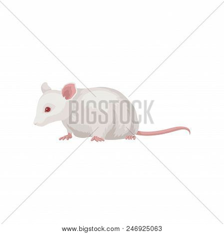 Cartoon Icon Of Laboratory Rat. Rodent With White Coat, Red Eye And Long Pink Tail. Home Pet. Graphi