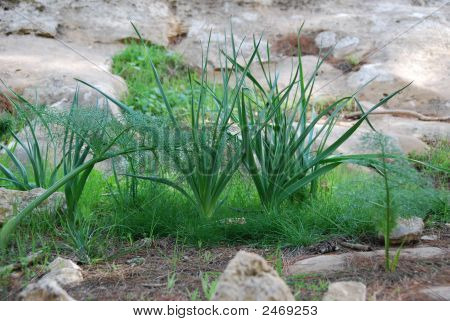 Planter på en Rock