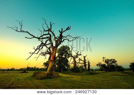 Beautiful Rogalin Oak In The Summer Sunset