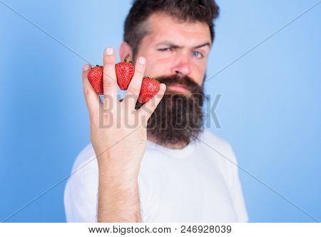 Man Beard Hipster Strawberries Between Fingers Blue Background. Carbohydrate Content Strawberry. Mos