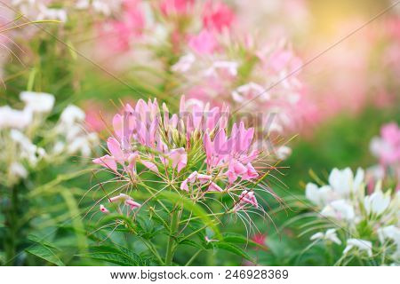 Beautiful Cleome Spinosa Or Spider Flower In The Garden