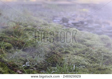 Morning In The Garden, Dew On The Grass