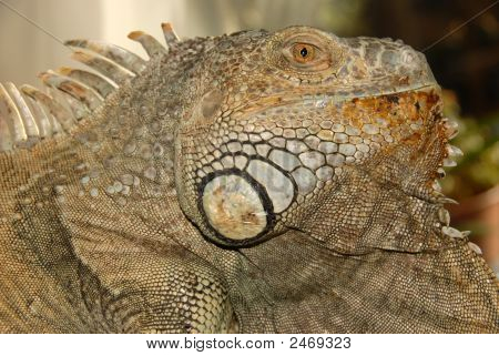 Grøn leguan