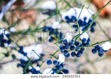 Winter Snow Berry Forest Nature Cold Like