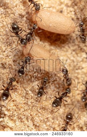 Ants And Formic Eggs In Nature. Macro