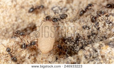 Ants And Formic Eggs In Nature. Macro