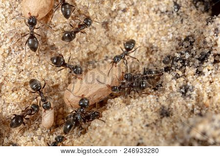 Ants And Formic Eggs In Nature. Macro