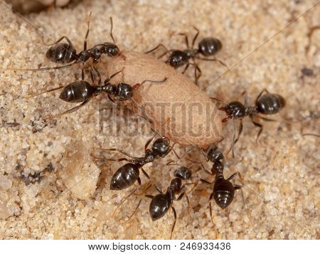 Ants And Formic Eggs In Nature. Macro