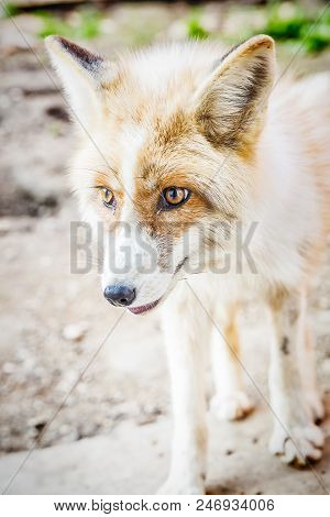 Portrait Of Wild Golden Fox In Enclosure