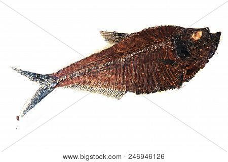 Old Fossil Fish As Nice Natural Background
