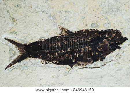 Old Fossil Fish As Nice Natural Background