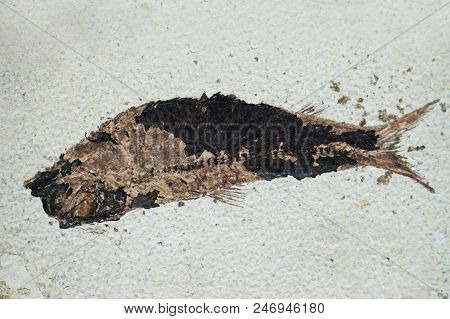 Old Fossil Fish As Nice Natural Background