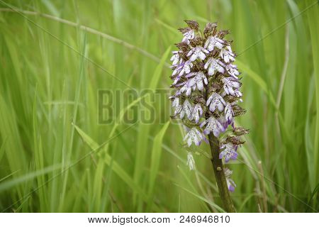 Close Up Of A Neotinea Ustulata In The Grass .