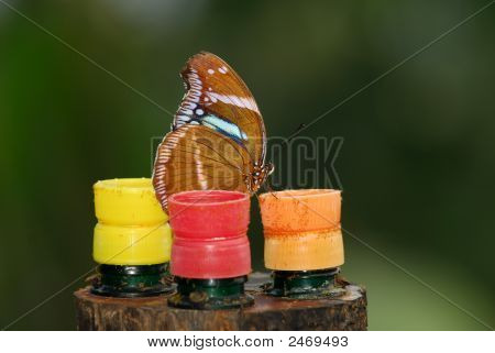 Butterfly 4