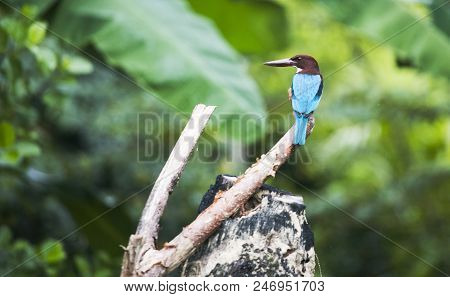 Exotic Bird Sitting On A Tree In The Jungle, Weligama, Sri Lanka