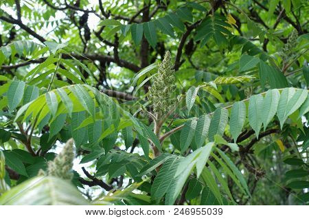 Cluster Of Flowers Of Rhus Typhina In May