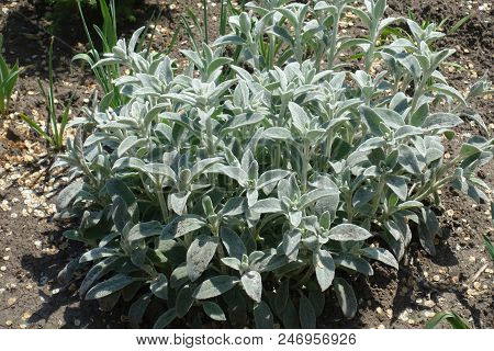 Young Leaves Of Stachys Byzantina In Spring