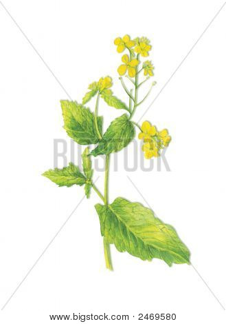 Voldtægt Brassica Napus med stier