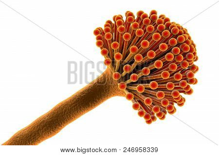 Fungi Aspergillus, Black Mold Which Produce Aflatoxins And Cause Pulmonary Infection Aspergillosis, 