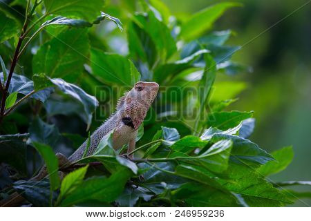 A Garden Lizard Sits On The Leaves Of A Tree In The Wild