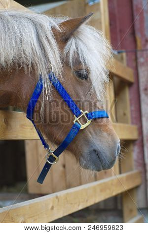 Poney Horse Head Farm Ranch Country Animal