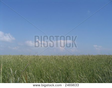 Vehnä