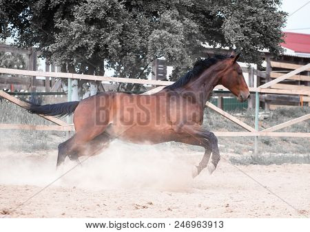 Bay Horse Runs On Sand In The Paddok