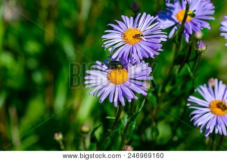 Background Of Purple Summer Flowers And Beautiful Beetle.