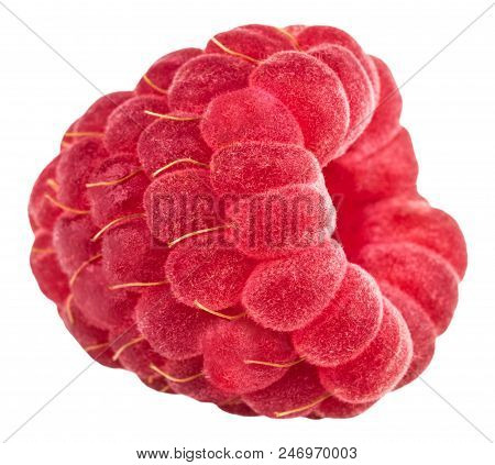 Isolated Berry. One Fresh Raspberry Fruit Isolated On White Background