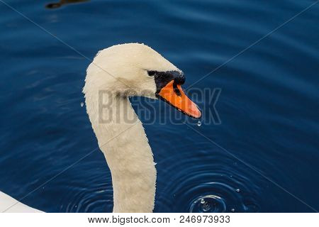 Detail Of Head Of A Swan. Smooth Background, Blue Water. Sunny Day, Many Details.