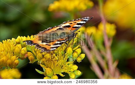 Butterfly Aglais Urticae Sits On A Yellow Flower
