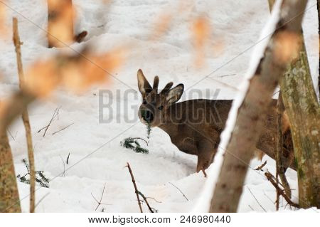 Male Roe Deer Has Found Some Food In The Hard Winter