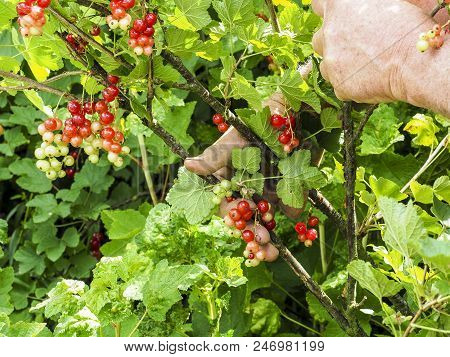 Caucasian Man Picking Redcurrants Gooseberries Ribes Rubrum In The Orchard During Summer, France