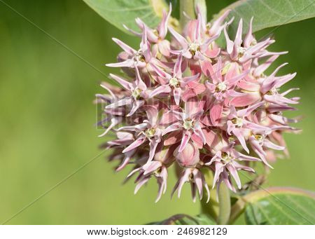 Summer Milkweed Of Asclepias Speciosa Variety Flowers Blossoming Against Green Background